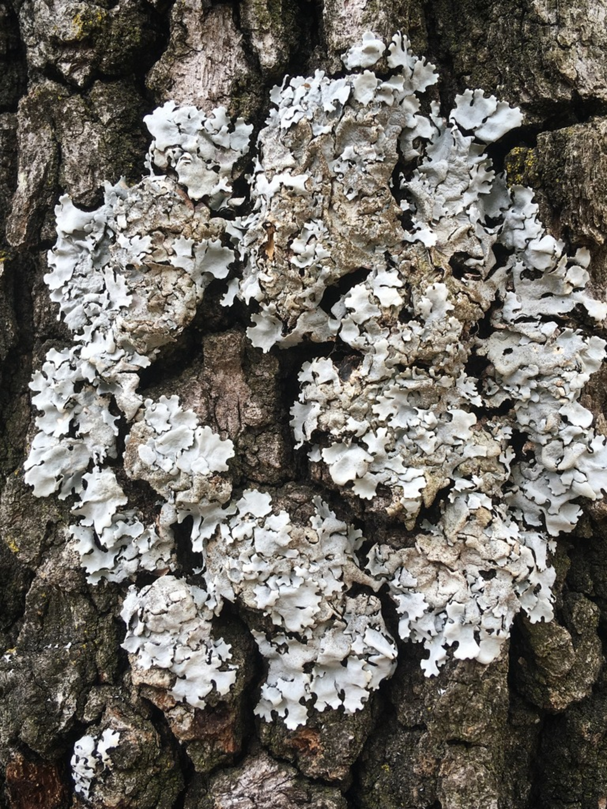 a closeup image of a lichen growing on the bark of a tree. the lichen is a light gray color and has a rough, textured surface. the bark of the tree is dark brown and has a deep, furrowed texture. the lichen appears to be thriving and growing on the surface of the tree. the image captures the beauty and detail of nature in a closeup shot.