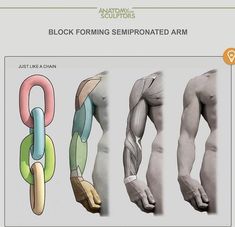 the image is a drawing tutorial on how to draw a semipronated arm. it shows the arm in three different stages of completion, from the basic block forms to the finished product. the tutorial also includes a diagram of the muscles of the arm.