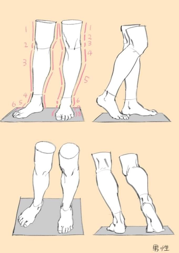 this is a drawing of the male leg anatomy, from the front, side, and back views. the drawing shows the muscles and bones of the leg in detail. there are lines drawn over the legs to help depict the musculature.  the image is an example of anatomical drawing, which is a type of art that focuses on the accurate depiction of the human body.