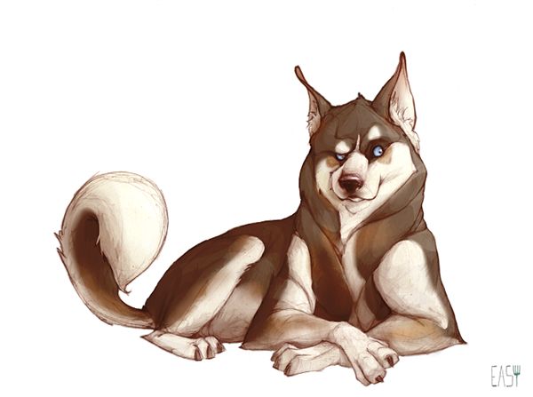 a husky dog illustration with brown and white fur, a curled tail, and blue eyes lies down with a smug expression.