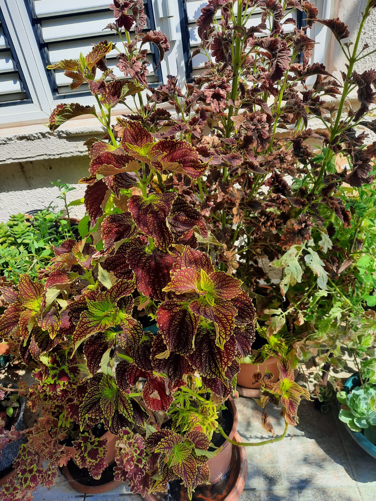 the image shows several coleus plants in pots, showcasing their colorful and patterned leaves. the foliage is primarily maroon and green, with accents of yellow, creating a variegated appearance. the plants are grouped together, suggesting a garden or outdoor setting, possibly on a windowsill. the varying sizes and shapes of the leaves add to the visual interest, highlighting the diversity within the coleus genus.