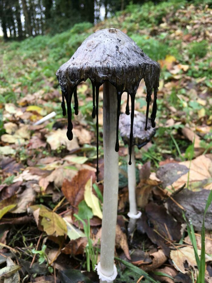 a closeup of a single inky cap mushroom with a dark, gooey cap and a white stem. the mushroom is growing on the forest floor with fallen leaves around it. it has a very distinct appearance, with the cap and stem looking very much like a small umbrella.