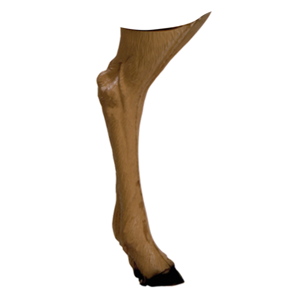 the image shows a closeup view of a horse's hind leg, isolated against a black background. the leg is shown from the hock down to the hoof, clearly displaying the cannon bone, fetlock joint, and hoof.  the leg appears to be a model or anatomical specimen, given its smooth surface and uniform coloration. the details of the bone structure are visible,  illustrating the leg's anatomical features.