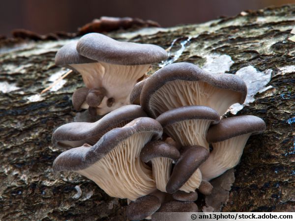 a cluster of oyster mushrooms growing on the side of a tree trunk. the mushrooms are various shades of brown and grey, and some are in focus, while others are blurred. the background is the bark of the tree, which is also brown and grey. the image is taken up close, showing the texture of the mushrooms and the bark.