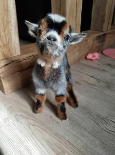 a small, cute baby goat stands on a wood floor.  it is brown, black, and white, and has soft fur.  the goat has big, dark eyes and a small, pink nose.  it is looking directly at the camera.  the background is a wooden floor with a small, pink toy on the floor.  the goat is very young and adorable.