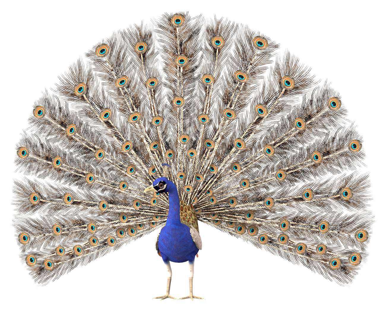 a peacock stands against a black background with its tail feathers fanned out in a dazzling display. the feathers are predominantly brown, adorned with iridescent blue and gold "eye spots." the peacock's body is a striking blue, and its long legs are a lighter color.