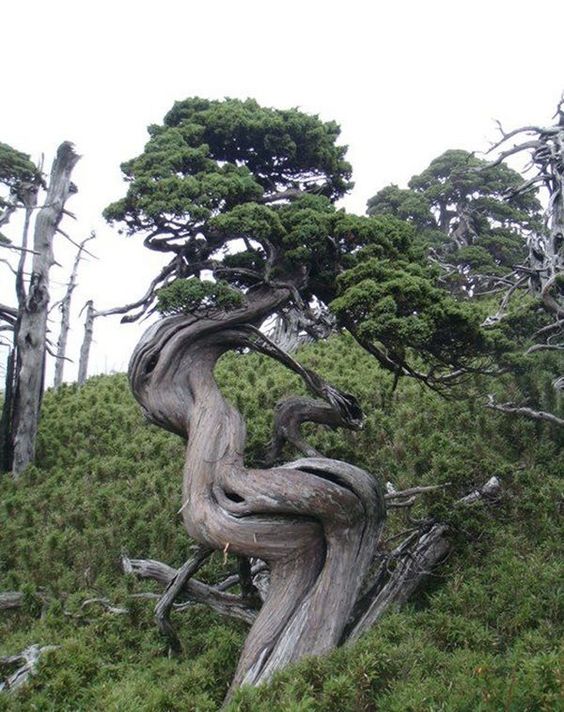 the image shows a dramatically twisted and gnarled old juniper tree growing on a hillside. the tree's trunk and branches are thick, textured, and have a graybrown color, indicating age and exposure to the elements.  its branches spread widely, partially covered in green foliage. the background consists of more lowlying vegetation and other trees, suggesting a highaltitude or mountain environment. the tree appears windswept, and its shape is unique and almost sculptural in its appearance. the overall impression is one of age, resilience, and the power of nature.