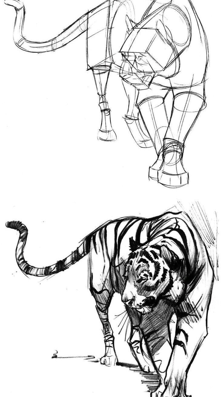 the image depicts a drawing of a tiger in two different styles. the top image is a more skeletal, geometric sketch that focuses on the animal's basic structure and proportions. the bottom image is a more detailed and realistic drawing that captures the tiger's fur, muscles, and expression. both drawings are done in pencil and showcase the artist's skill in capturing the animal's powerful and dynamic presence. the top sketch emphasizes the tiger's anatomy and movement, while the bottom drawing emphasizes its realistic features and personality. the use of linework and shading creates a sense of depth and dimension in both drawings. the image is a great example of how different drawing styles can be used to depict the same subject matter.