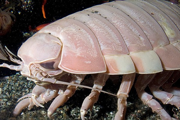 the image showcases a giant isopod, a deepsea creature, in its natural habitat. it's a large crustacean with a segmented, armored body, resembling a pillbug. the isopod is pale pink and white, blending with the dark seabed. its multiple legs are visible as it navigates the ocean floor.