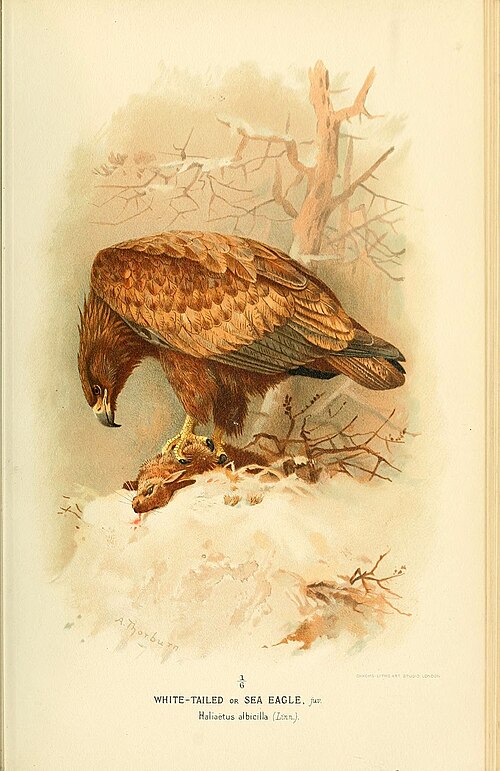 an illustration depicts a brown whitetailed or sea eagle perched on a snowy surface, clutching prey in its talons. the eagle is in the foreground, with a barren tree and sparse vegetation in the background. the illustration is detailed, showcasing the eagle's plumage and powerful features.