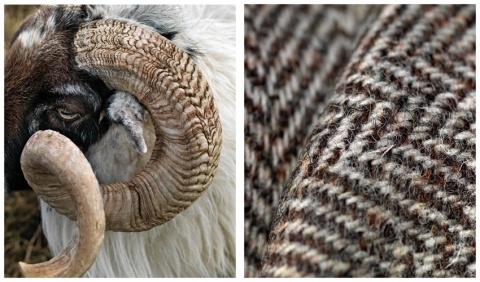 a close up image of a sheep's head and horn, with the background showing the texture of the wool.  the image shows the detail of the sheep's fleece and horns, as well as the intricate texture of the wool. the colors in the image are mostly brown, white and black.  the sheep's horns are curled and soft looking, the wool is fluffy and thick, and the entire image has a very natural, rustic feel.