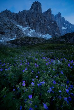 a scenic view showcases a field of blue flowers in the foreground, leading up to a dramatic mountain range under a dusk sky. the jagged peaks are highlighted with patches of snow, and a dark meadow stretches between the flowers and the base of the mountains. the overall scene exudes a sense of wilderness and natural beauty under dim twilight lighting.