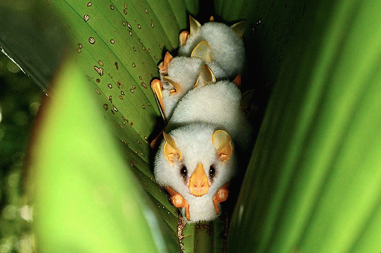 a closeup shot of three honduran white bats (ectophylla alba) huddled together inside a large green leaf. the bats are predominantly white with distinctive orange ears and noses.  the image is sharply focused on the front bat, showcasing its details, while the other two bats are slightly blurred but still visible. the background is a dark green, indicating a rainforest environment. the overall impression is one of tranquility and the unique beauty of these rare bats.