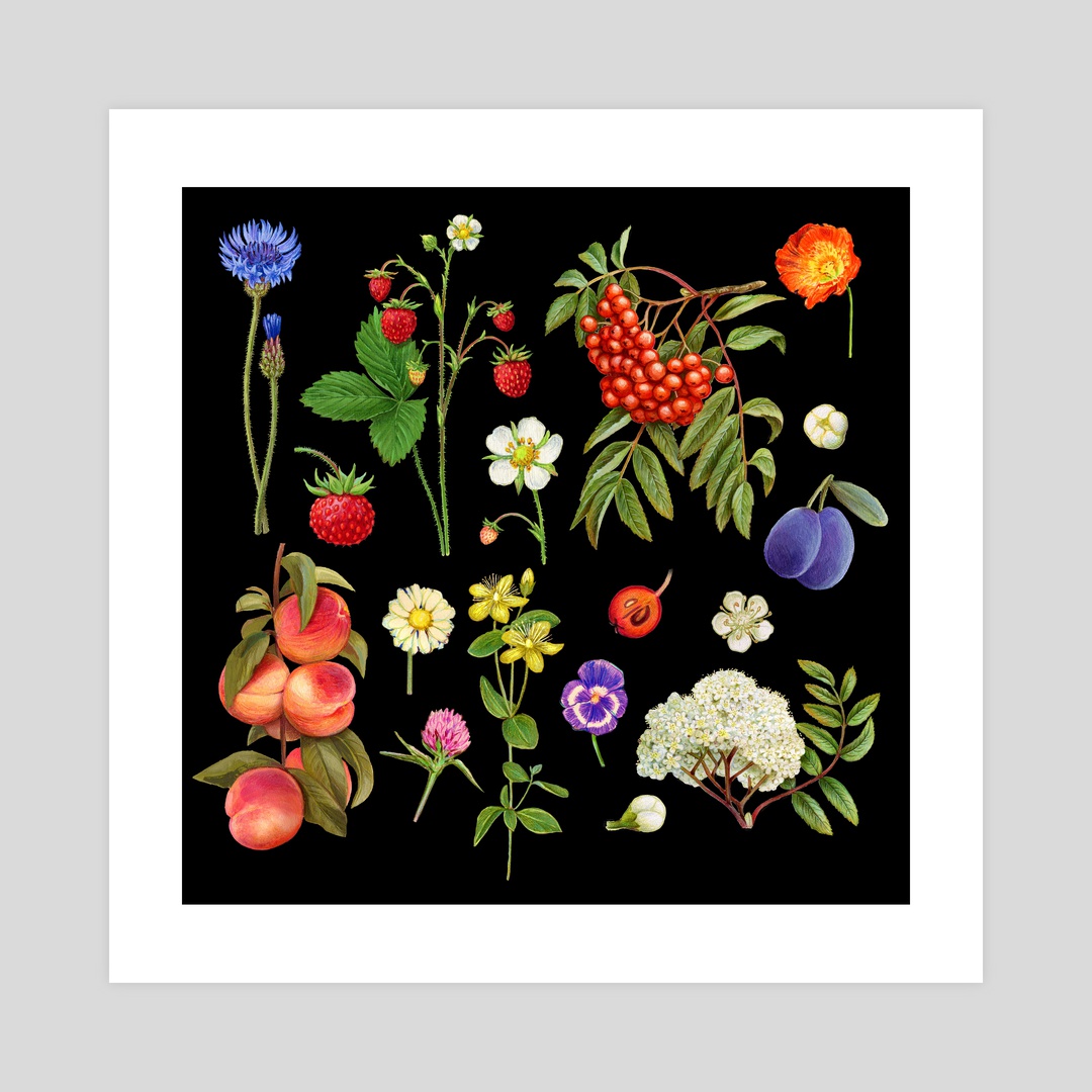 the image is an illustration of various flowers and fruits arranged on a black background. the elements include a blue cornflower, strawberries and wild strawberries on stems, a cluster of red rowan berries with green leaves, an orange flower, white flowers, two plums, a bunch of peaches, a daisylike flower, a clover flower, a pansy, various leaves, and other smaller flowers and berries.