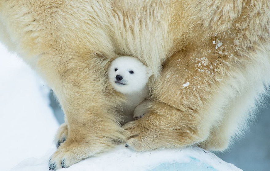 a mother polar bear is cuddling her baby cub in the snow. the baby is nestled inside its mother's warm fur, and its face is peeking out. the photo captures the love and protection that a mother bear has for her young.  the polar bear fur is soft and white and the snow is all around them. the image is a beautiful depiction of the bond between a mother and her cub.