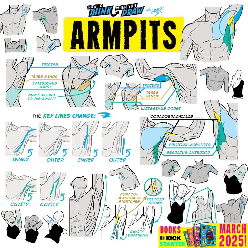 this image is an instructional guide for drawing armpits and the surrounding arm muscles. it features numerous detailed diagrams illustrating the muscles of the upper arm and shoulder region from various angles and poses.  the guide highlights key lines and how they change depending on the arm's position.  it meticulously labels major muscles such as the triceps, teres minor, latissimus dorsi, coracobrachialis, pectorals, deltoids, and serratus anterior. the tutorial emphasizes understanding the underlying anatomy to accurately depict the form and structure of the arms.  simplified gesture drawings are also included to show how the knowledge of musculature translates to more dynamic poses.  the overall style is clean, informative, and suitable for both beginner and intermediate artists.  a promotional element for books and a march 2025 date are included.
