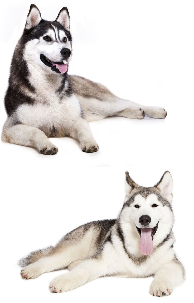 the image shows two dogs lying down against a pure white background. the top dog is a siberian husky, characterized by its distinctive black and white markings and erect ears. the bottom dog is an alaskan malamute, easily identified by its larger size and slightly different facial features with more substantial fur. both dogs are presented in a relaxed posture with their tongues hanging out, conveying a happy and playful mood. the sidebyside comparison allows for a clear visual distinction between the two breeds.