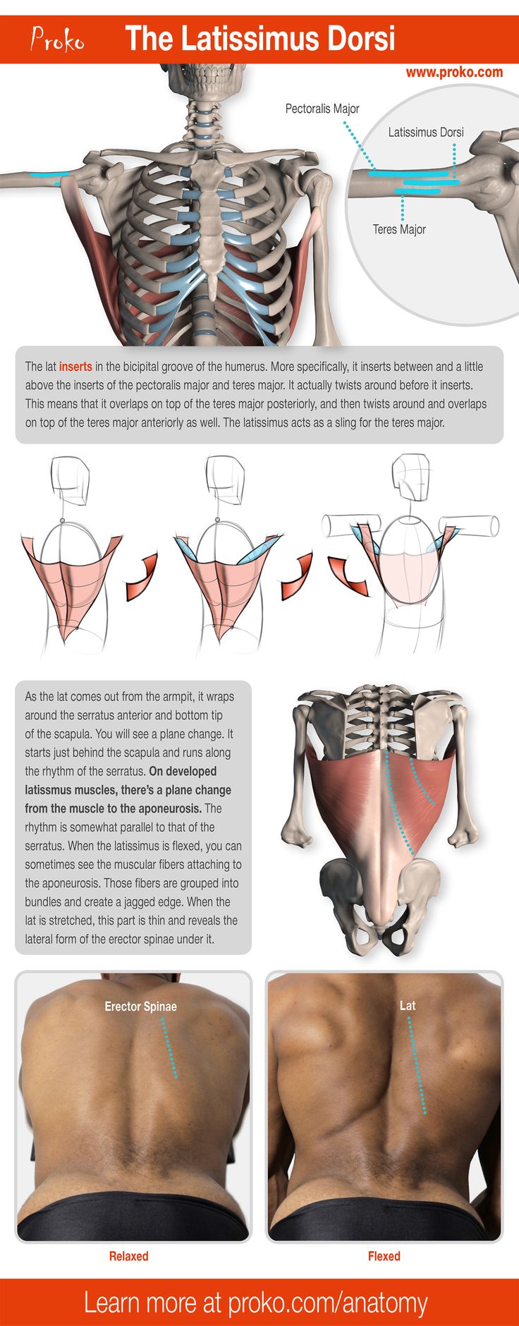 the image presents an anatomical illustration of the latissimus dorsi muscle. it showcases the muscle's origin, insertion points, and its relationship to surrounding muscles like the teres major and pectoralis major. different illustrations demonstrate how the latissimus dorsi changes shape during contraction and relaxation, highlighting its function as a "sling" for the teres major. the image also points out the muscle's connection to the aponeurosis and its interaction with the serratus muscles. additionally, it shows how a flexed latissimus dorsi reveals the underlying erector spinae. the overall style of the illustration is realistic, employing clear lines and minimal shading to effectively convey anatomical information.