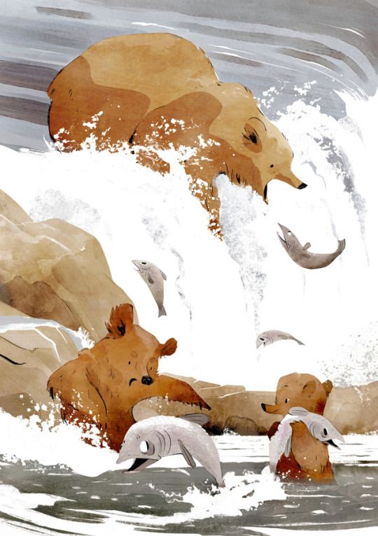 illustration of three brown bears in a river catching salmon. a large bear is at the top of a waterfall, attempting to catch salmon. two smaller bears, likely cubs, are in the river below, also trying to catch fish. salmon are jumping in the air. the scene is painted in watercolor style with natural tones of brown, gray, and white.