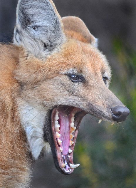 the image shows a closeup of a maned wolf's head as it yawns, revealing its teeth and pink tongue. the wolf has reddishbrown fur with prominent ears and a long snout. the background is blurred greenery.