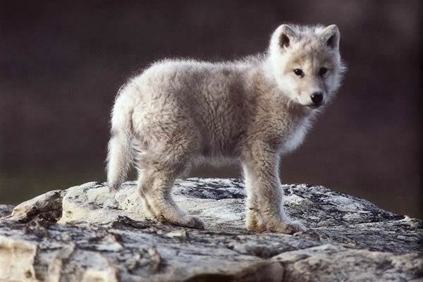 a white wolf puppy is sitting on a rock, looking up at the camera with a curious expression. the puppy has a fluffy white coat, and it has been sitting on a rock, with the ground behind the puppy looking to be the floor of a forest.