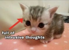 a closeup portrait of a small, fluffy kitten with big eyes and a tiny nose, sitting on a pink surface with white dots. the kitten looks up at the camera with a thoughtful expression, and there is a text overlay that reads "full of intrusive thoughts." the text and the kitten's expression create a humorous and relatable meme.