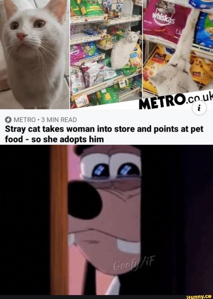 the top of the image is a news story about a stray cat that led a woman to pet food in a store and she adopted it. the bottom of the image is a meme of goofy looking sad.