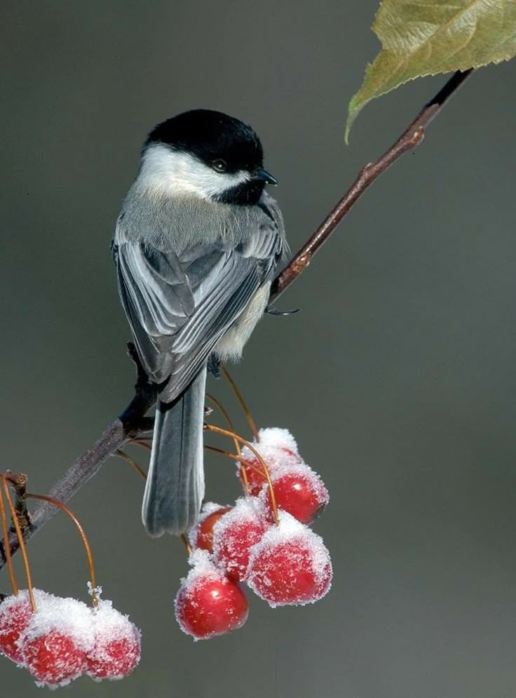 a blackcapped chickadee perched on a branch with snowcovered berries. the bird has a black cap and bib, with white cheeks and gray back and wings. the branch is bare except for a few red berries covered in snow. a single green leaf is visible at the top right. the background is a blurred gray.