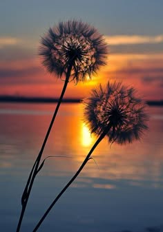 a silhouette of two dandelions against a vibrant sunset, casting reflections on a calm body of water. the flowers are delicate and fragile, symbolizing hope and tranquility. the warm colors of the sunset create a dreamy and romantic atmosphere. the image captures the beauty of nature at its finest, showcasing the delicate beauty of nature and the serenity of a sunset.