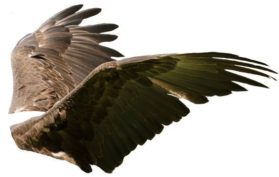 the image showcases a detailed closeup of a large bird's wing, possibly an eagle or vulture, spread wide against a stark white background. the feathers are intricately detailed, showing a rich brown palette with variations in shading and texture. the wing is captured in midflight, suggesting motion and freedom.  the focus is sharp, highlighting the individual feathers and the overall structure of the wing. the image is clean and welllit, making the details of the wing readily apparent. the isolated nature of the wing against the white background enhances its visual impact.