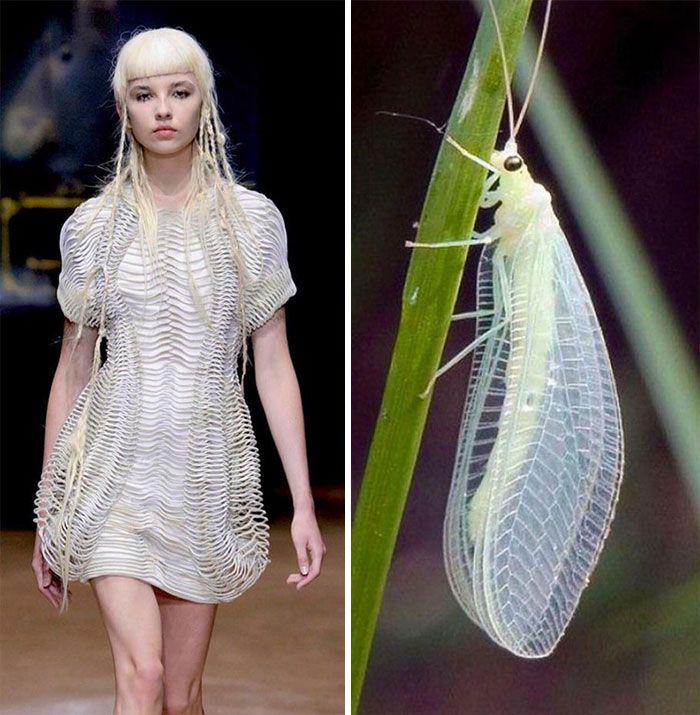 the image shows a fashion model wearing a white dress that is inspired by the delicate wings of an insect. the dress is made of lace and is very intricate, with a beautiful texture. the insect's wings are transparent and have intricate veins, just like the dress. the model is walking on a runway, and her hair is styled in a braid that falls down her back. the image is a beautiful example of how nature can inspire fashion design.