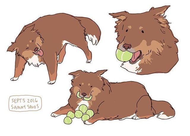 his is a digital drawing of three different poses of a brown and tan border collie or australian shepherd type dog.  the dog in the first image is bending over, the dog in the second image is shown from the neck up holding a tennis ball in its mouth, and the dog in the third image is laying down with multiple tennis balls around it. the art style is cartoonish and lighthearted. the artist's signature, "sammy savos," and the date "sept 5 2016," are visible in the bottomleft corner.