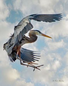 a great blue heron is flying in the sky with its wings spread. the bird has a long beak and legs with sharp claws. the background is filled with white clouds and blue sky.