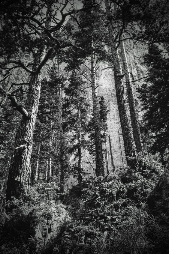 the image is a dramatic black and white photograph of a dense forest.  tall, slender evergreen trees dominate the scene, their trunks rising vertically towards the sky, creating a strong sense of height and depth. the lighting is primarily diffused, with little direct sunlight penetrating the dense canopy, resulting in a moody and atmospheric feel.  the ground is partially obscured by undergrowth and shadowed areas. the overall impression is one of quiet serenity and the grandeur of a mature, possibly oldgrowth, forest. the style strongly suggests a nature photograph, possibly from a location with tall, slender trees like a specific region of the us national parks.