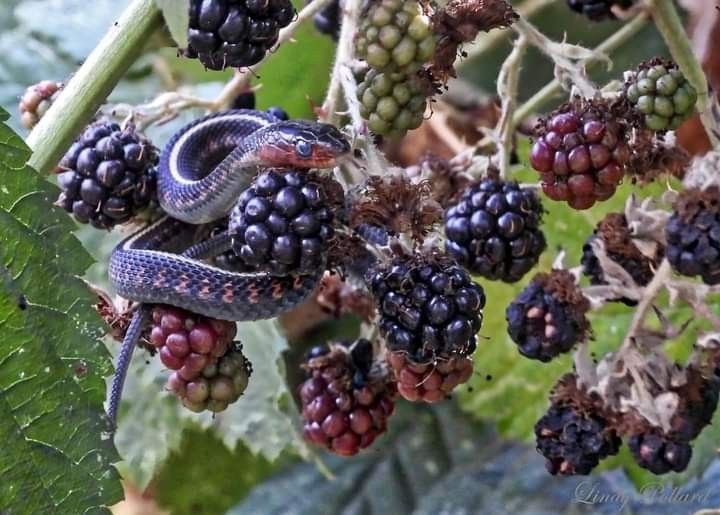 a garter snake is coiled among a bunch of blackberries on a plant. the berries range from unripe green to ripe black. the snake has a bluegray body with a red head.