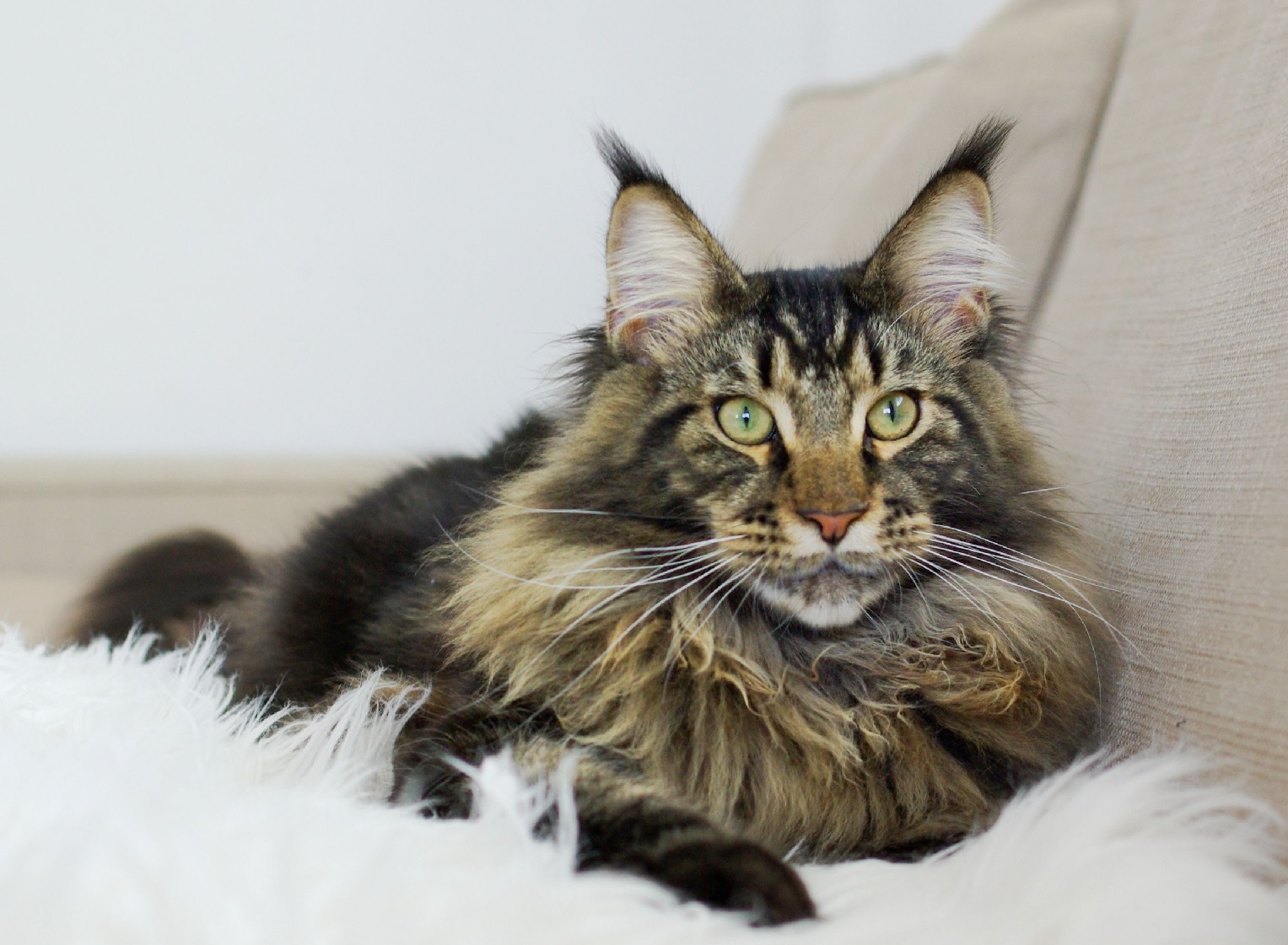 a brown tabby maine coon cat with long, fluffy fur is lying down on a white, fluffy blanket on a beige couch. the cat has piercing green eyes and is looking directly at the camera. the image is taken from an eyelevel perspective with natural lighting.