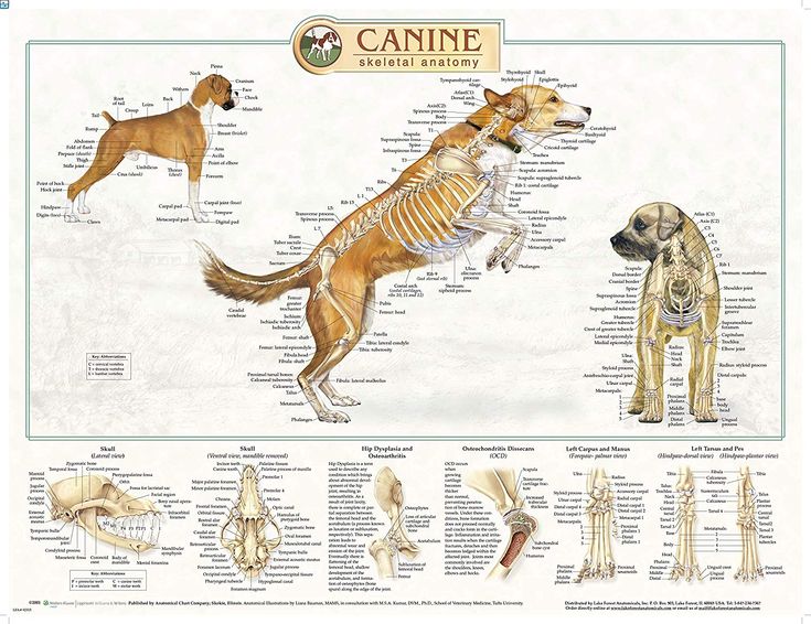 the image is a detailed anatomical chart illustrating the canine skeletal system. it shows various views of the dog's skeleton, including a full body side view with and without the muscular system, a front view with visible skeleton, and closeups of the skull (lateral and ventral views), hip dysplasia, osteochondritis dissecans, left carpus and manus (forepaw), and left tarsus and pes (hindpaw). the chart labels the different bones and anatomical features with descriptive text.