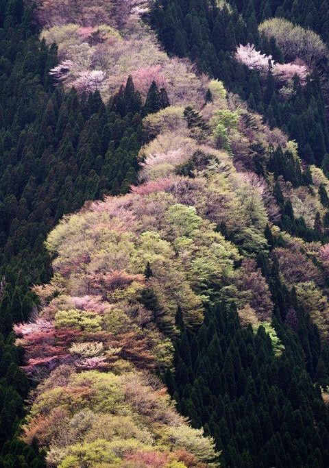 an aerial view of a mountain forest during springtime, with a mix of evergreens and deciduous trees in various shades of green, pink, and beige, suggesting cherry blossoms in bloom. the trees are densely packed, creating a textured and colorful pattern on the mountain's surface.