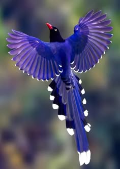 a bluewinged magpie flies with its wings spread wide. the bird is in focus with a blurred green background. its feathers are a vivid purple and blue with black and white accents. the bird's wings and tail are long and flowing.