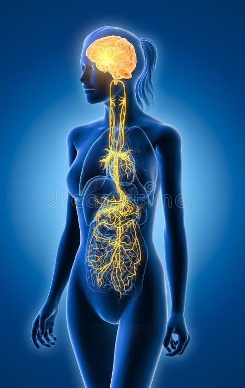 a 3d illustration of a female silhouette with a highlighted nervous system. the brain, spinal cord and nerves are all visible, and the torso is shown with organs. the image is a medical illustration that is useful for education and understanding of the human nervous system.