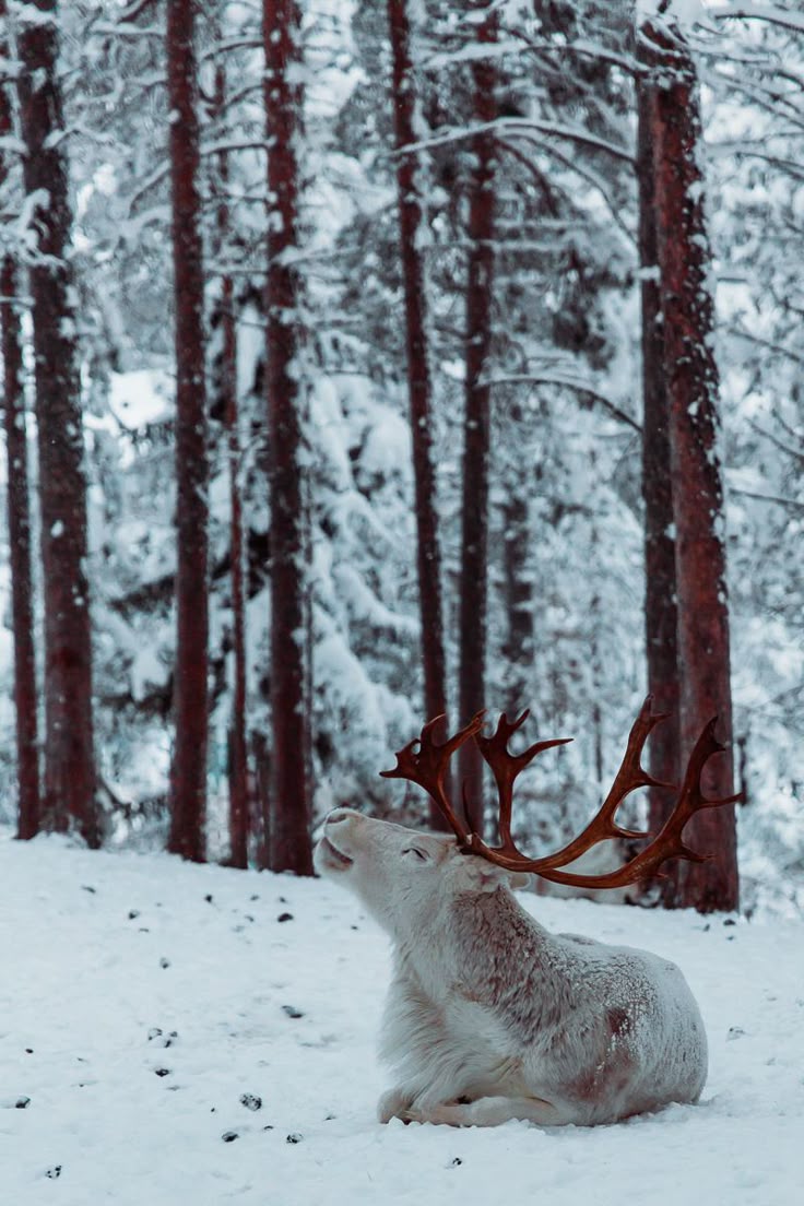 the image depicts an albino reindeer resting in a snowy forest. the reindeer has large antlers and a white coat. the forest is filled with trees covered in snow, creating a winter wonderland scene.