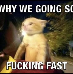 a meme about a cat that's being held in a moving car and is looking terrified as the car moves quickly. the text on the meme reads "why we going so fucking fast".