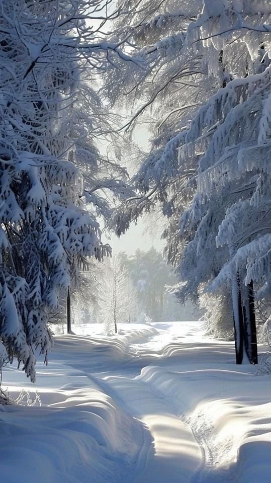 a snowcovered path winds through a winter forest. the trees are laden with snow, creating a scenic and cold landscape. the path is white and contrasts with the dark tree trunks. the forest is dense, with snowcovered branches creating a canopy overhead.