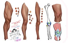 this image shows a detailed diagram of the human leg, showcasing the different muscles, tendons, bones, and joints. the image includes a clear depiction of the knee joint, as well as the muscles of the thigh and calf. the diagram uses color to differentiate the various anatomical structures, making it easier to understand the complex relationships between the different components of the leg.