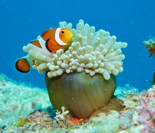 a bright orange clownfish with white stripes and black fins peeks out from the tentacles of a green and white anemone on a coral reef. the scene is underwater with a vibrant blue ocean background.  this highlights the symbiotic relationship between the fish and the anemone.