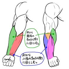 the image illustrates the muscular anatomy of a forearm, specifically highlighting the way muscles wrap around from the elbow to the palm. two arms, stripped to reveal the musculature, are presented. one arm is labeled to show the muscle group extending to the thumb side of the palm, while the other highlights the muscle group reaching towards the pinky finger side. the illustration employs a simplified, cartoonish style with exaggerated muscle definition for clarity. japanese text provides labels, explaining the muscle paths.  image analysis breakdowncontent: anatomical illustration, muscles, forearm, handpeople: no people depicted, but human body part illustratedenvironment: not applicable, white backgroundlighting: not applicable, illustration styleperspective: slightly elevated front viewkw: anatomy, muscles, forearm, hand, illustration, educational, japanese text, simplified style