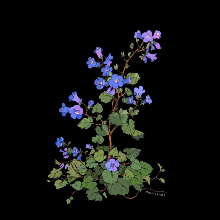 the image is a digital illustration or drawing of a flowering plant, possibly a type of veronica or speedwell, depicted against a solid black background. the style is clean and detailed, employing line art with shading and color to give depth. the flowers are predominantly shades of purple and blue, while the leaves are a dark green. the plant is rendered in a somewhat stylized way, not perfectly realistic but still capturing the essence of its form. a signature, "moshiparks," is subtly placed near the base of the plant. the overall aesthetic is elegant and botanical.
