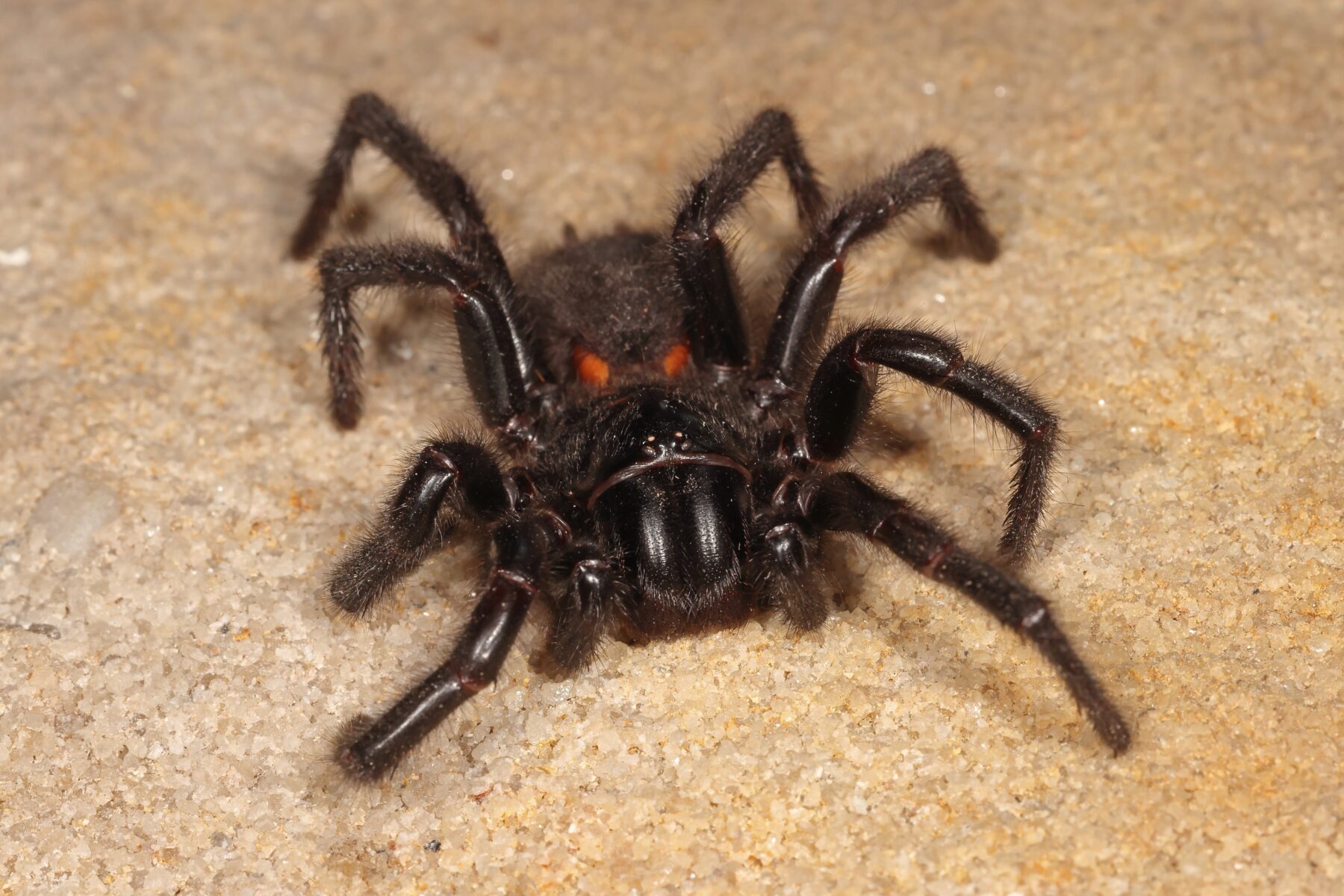 closeup shot of a black spider with orange eyes on a sandy surface. the spider's hairy legs are spread out, and its body is dark and shiny. the focus is sharp on the spider, with the background slightly blurred. the image is welllit and shows the details of the spider's anatomy.