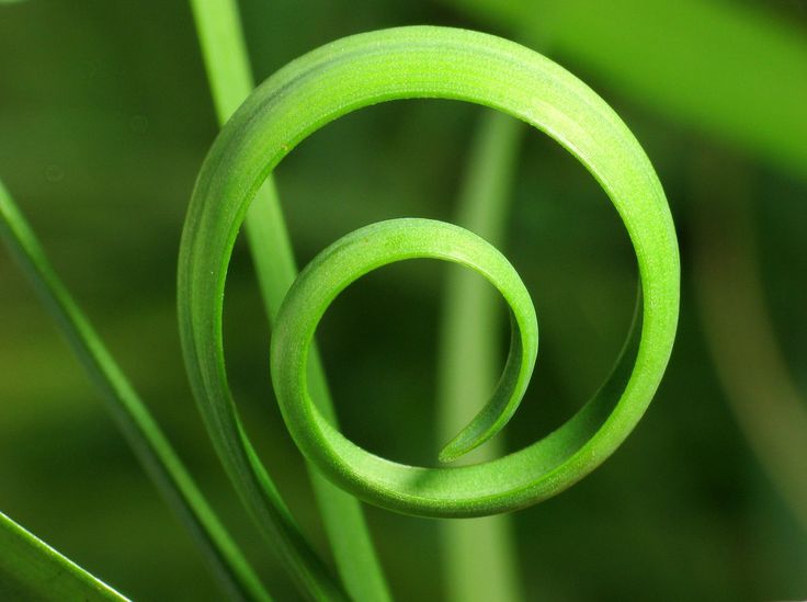 a closeup of a green leaf curled into a spiral shape, highlighting the intricate patterns and texture of nature. the vibrant green color and delicate twisting create a visually appealing and abstract composition. the image emphasizes the beauty of detail found in the natural world.