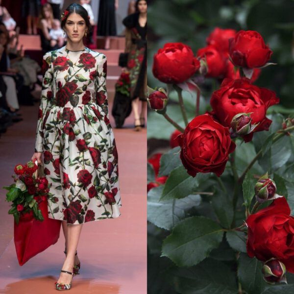 a fashion model walks down a runway wearing a white and red floral dress. the dress is covered in red roses and green leaves. the model is also carrying a bouquet of red roses. the background is a runway with other models and guests watching.